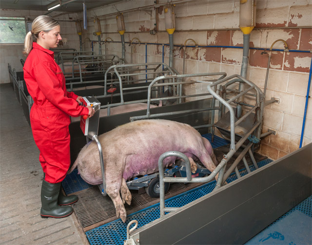 The new carcass trolley Porky's Pick Up XL is suitable for small farrowing boxes. This photo shows the sow completely loaded at the carcass trolley.