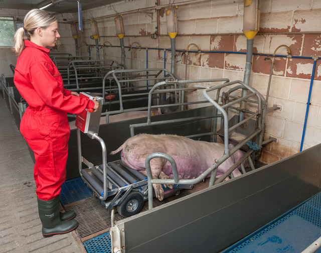 In start mode at farrowing pen, Porky's Pick UP XL is retracted. The operator drives in front of the carcass and pick the first part up from the ground. So even tight and small corridors and pens are passable.