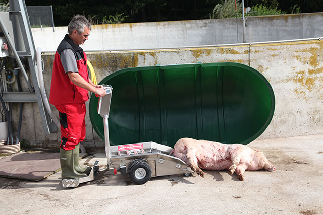 En el lugar de depósito de restos de animales, el usuario descargará el animal muerto de la misma manera que realizó la recogida de los restos, mediante los rodillos de transporte de la Porky's Pick Up.