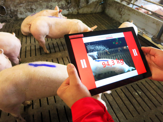 Piggy Check im Maststall Piggy Check kann auf jedem windowsfähigen Endgerät mit 3D-Kamera genutzt werden. Die Software bietet eine Statistik die das Gewicht von Mastschweinen durch optische Verwigung, also auf Basis der 3D-Aufnahmen bestimmt.