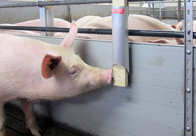 Porky's Knabberrohr Mit Porky's Knabberrohr können Sie Ihren Schweinen organisches Beschäftigungsmaterial, z. B. in Form einer unbehandelten Holzlatte anbieten. Hier im Bild die klassische Montage an der Buchtentrennwand in der Mastbucht.