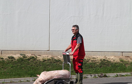 Auf dem Porky's Pick Up wird ein Kadaver aus dem Stall zum Verladeplatz transportiert.