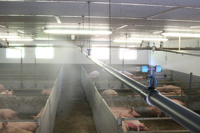 The cooling nozzle branch above the aisle cools incoming air of aisle ventilation. This constellation of double cooling nozzles is also used for farrowing pens. 