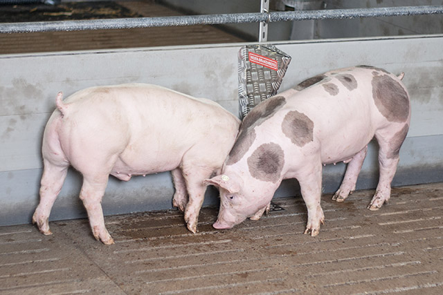 Scheuerwand im Schweinestall Beschäftigungsmaterial ohne Abnutzung, Erfolgreiche Tierbeschäftigung für jede Altersgruppe