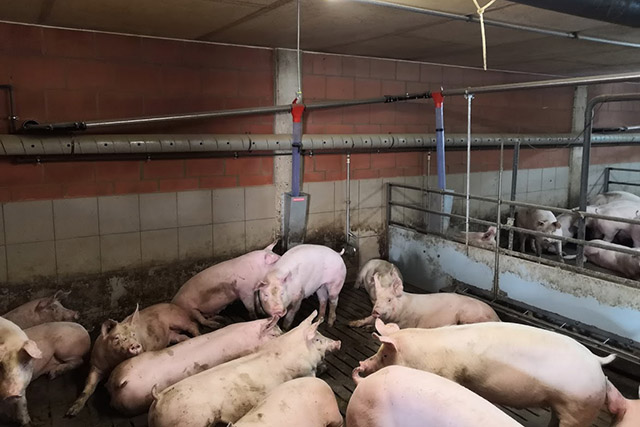 Pelletförderung Die Pellets werden in Außen- oder Innensilos gelagert und dann über eine ketten- oder motorgetriebene Futterannahme unter den Silos aufgenommen. Bis zu zwei Anlagen können mit einem Silo betrieben werden.