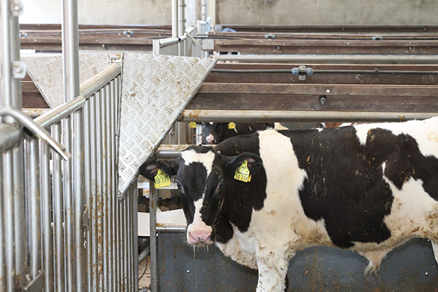 Scheuerwand im Rindviehstall Beschäftigungsmaterial mit längster Nutzungsdauer, erfolgreiche Tierbeschäftigung, Zusätzlich kommt die Scheuerwand dem Komfortverhalten der Tiere zur Fellpflege entgegen, die Tiere können Körperstellen pflegen, die sie sonst nicht erreichen