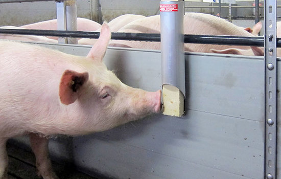 Mit Porky's Knabberrohr können Sie Ihren Schweinen organisches Beschäftigungsmaterial, z. B. in Form einer unbehandelten Holzlatte anbieten. Hier im Bild die klassische Montage an der Buchtentrennwand in der Mastbucht.