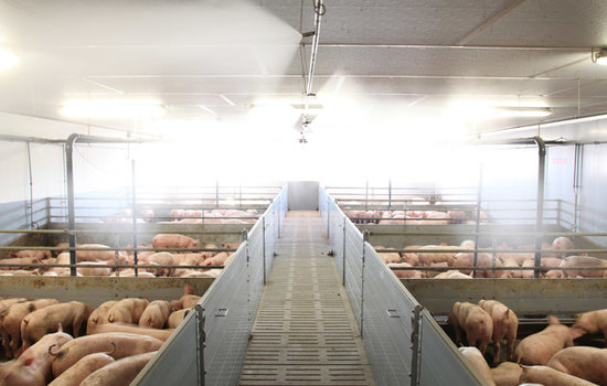 Die Hochdruckkühlung ist hier an den Zuluftklappen installiert und versprüht mit Hochdruck feinen Wassernebel. Dieser entzieht der Stallluft die Wärmeenergie und erzielt einen höchst effektiven Kühleffekt.