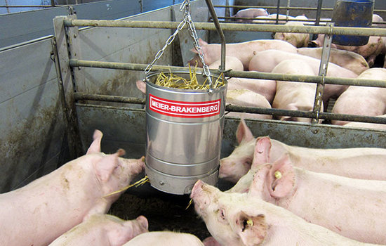 Die Porky's Fun Box eignet sich ideal zur Rauhfuttergabe im Schweinestall. Es bietet den Tieren eine dauerhafte Beschäftigungsmöglichkeit. Im Bild sehr gut ersichtlich: an der Fun Box finden 5 und mehr Tiere Platz und Beschäftigung.