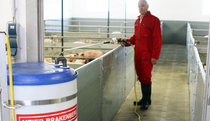 Mix the solutions for liquid feed inside the medication dosing trolley in front of the pen and afterwards dose into liquid feed troughs with the hose and lance with counter.