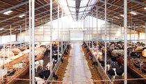 Low-pressure cooling in dairy cattle buildings achieves great success in maintaining milk yields due to the increased animal well-being and thus a consistently high feed intake.