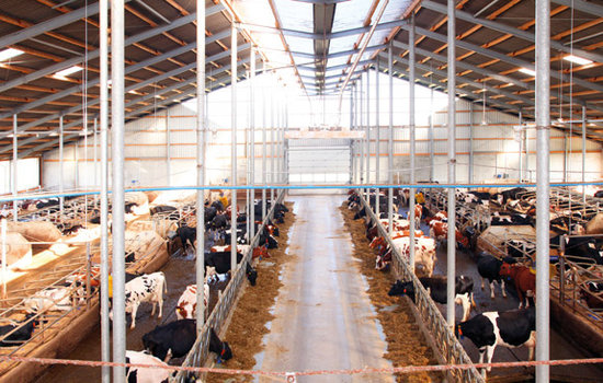 Die Niederdruckkühlung erziehlt im Milchviehstall enorme Erfolge im Erhalt der Milchleistung, durch gesteigertes Wohlbefinden der Tiere und damit gleichbleibende Futteraufnahme.