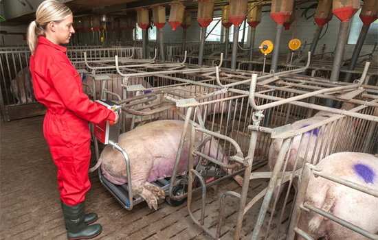 You can use Porky's Pick Up XL also in small and tight farrowing crates. The special design of the pickup drums and the guide rollers on top makes it possible to pick up the sow from the ground.