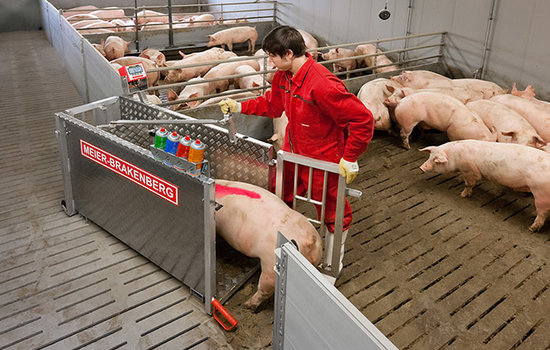 Rücktreibefunktion mit Tor in der Waage: Die Tiere können nach hinten rausgelassen werden.